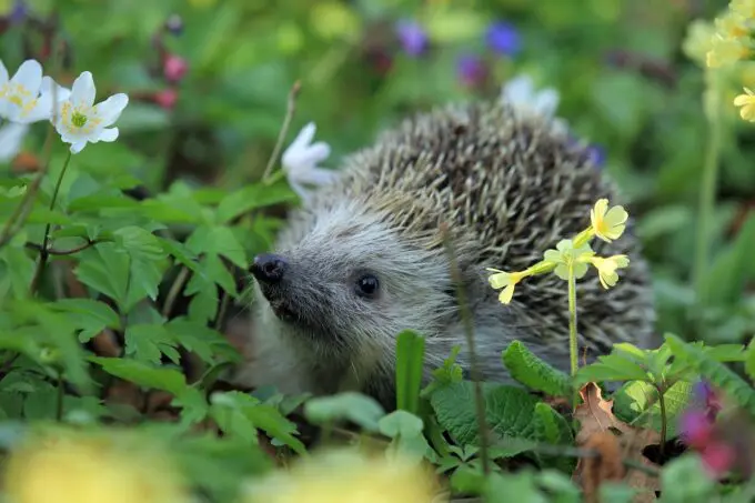Egel in het gras tussen de bloemen