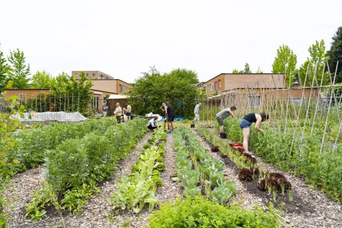 Mensen werken in de tuin bij stadstuin plutodreef