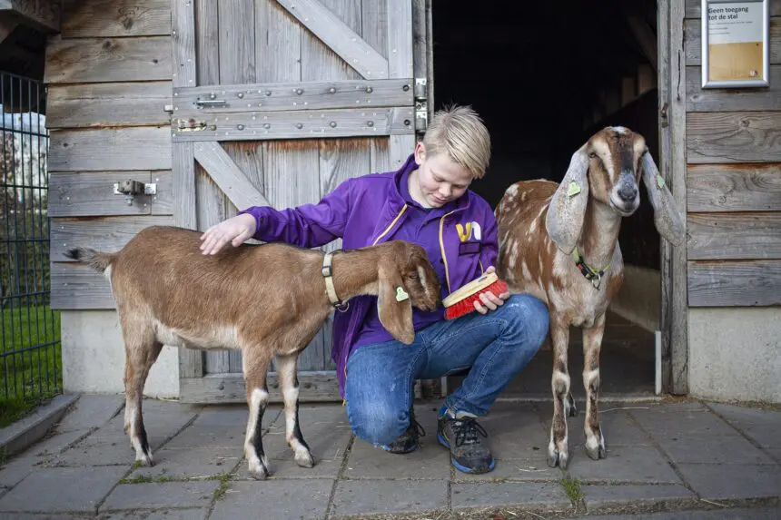 Stagiair met geiten bij de stal