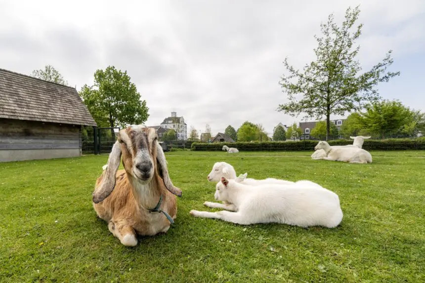 Bruine geit en witte lammetjes in de wei van Steede hoge Woerd