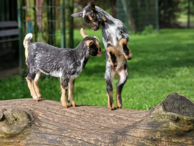 Geitjes op Stadsboerderij Gagelsteede