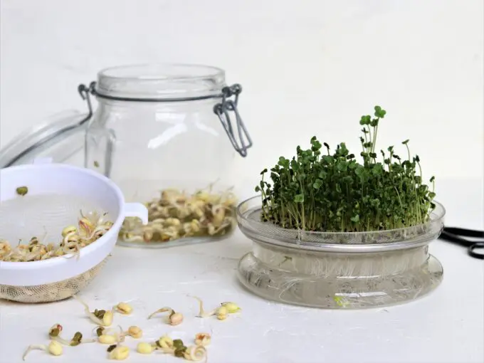 Kiemen en Microgroenten