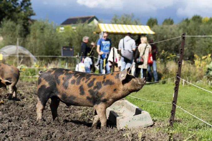 Varken in de modder op stadstuin Koppelsteede