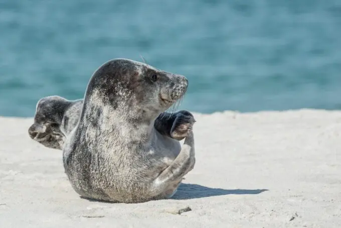 Grijze zeehond ligt op het strand in de zon.