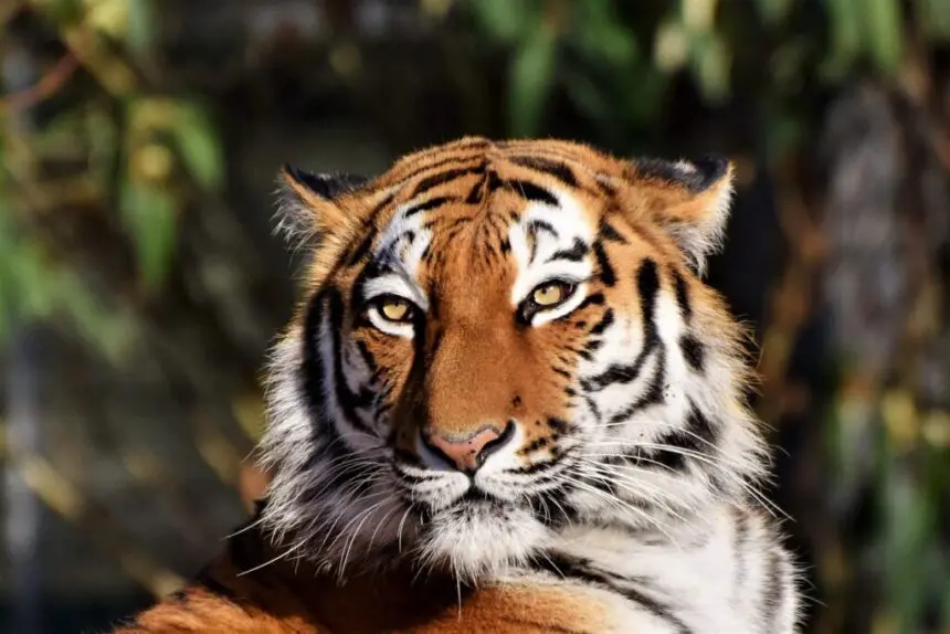 Tijger kijkt in de camera