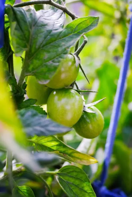 Tomatenplant met een trosje nog groene tomaten.