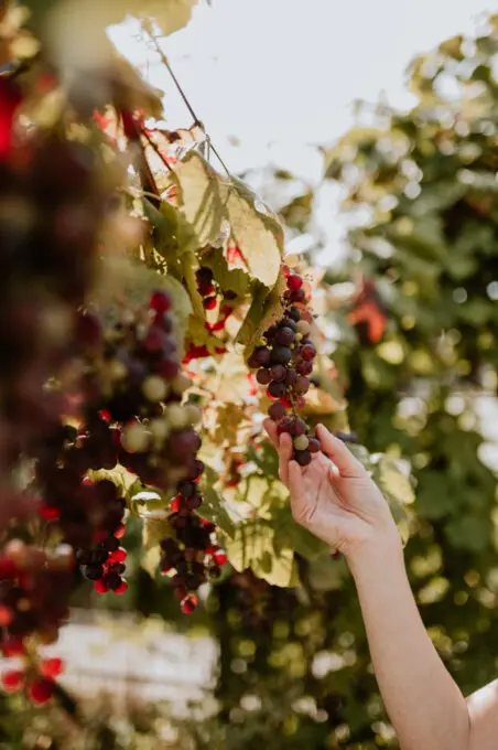 Open Voedselbossendag - Bosbloeiers
