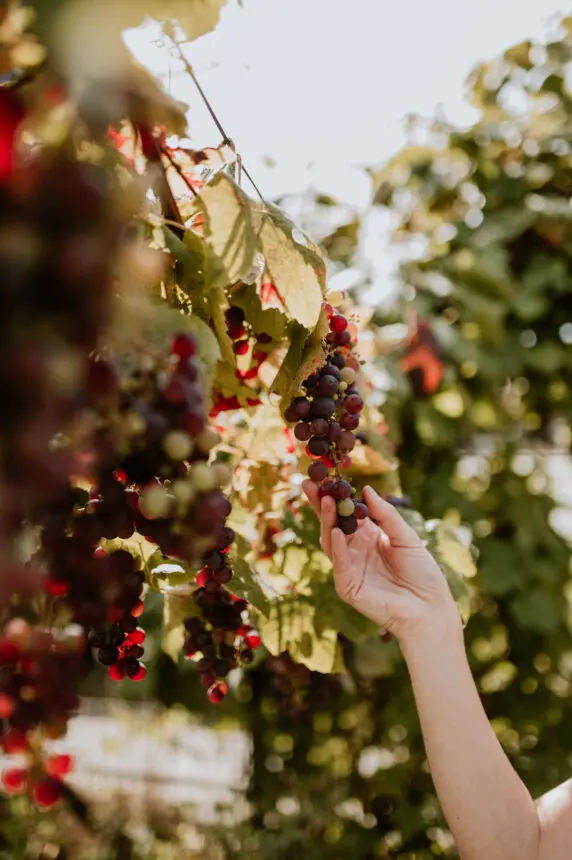 Open Voedselbossendag - Bosbloeiers