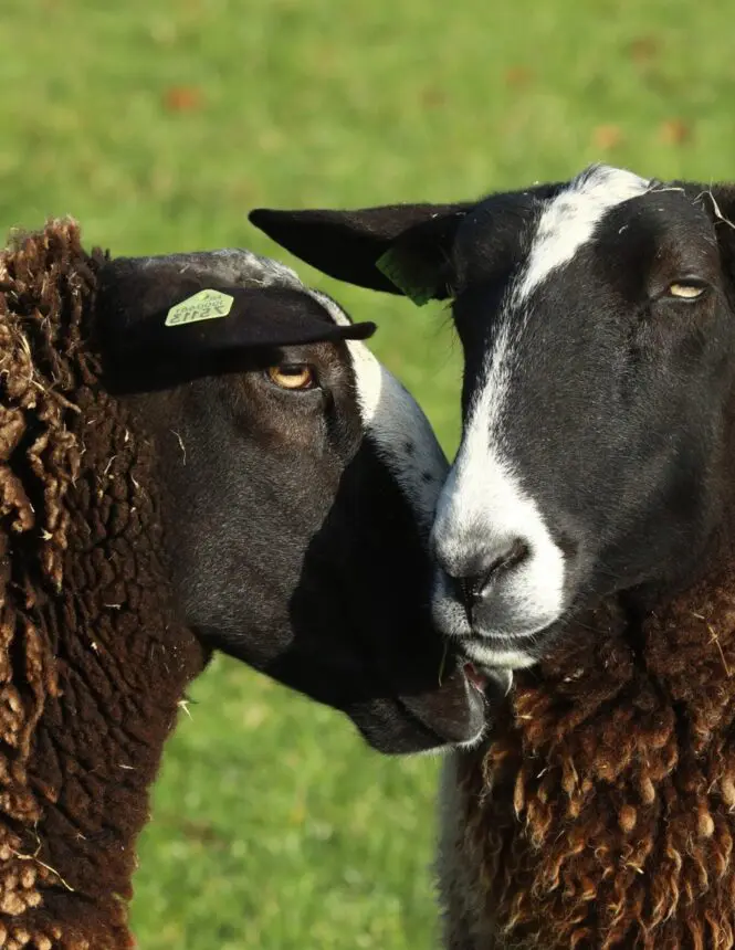 zwartbles schapen