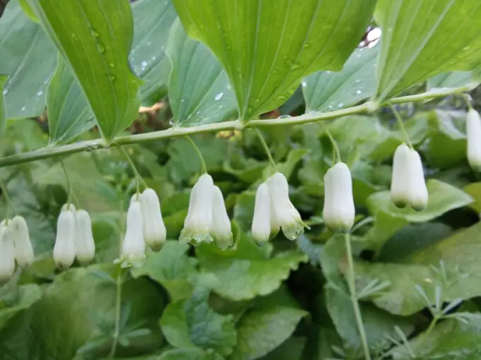 salomonszegel joel vrijwilliger bloementuin griftpark