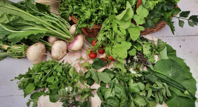 oogst van de csa tuin