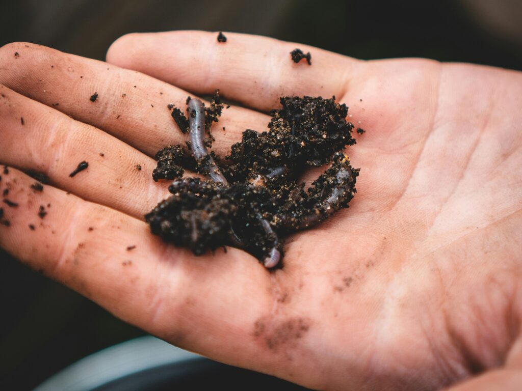 Worm op een hand met zand