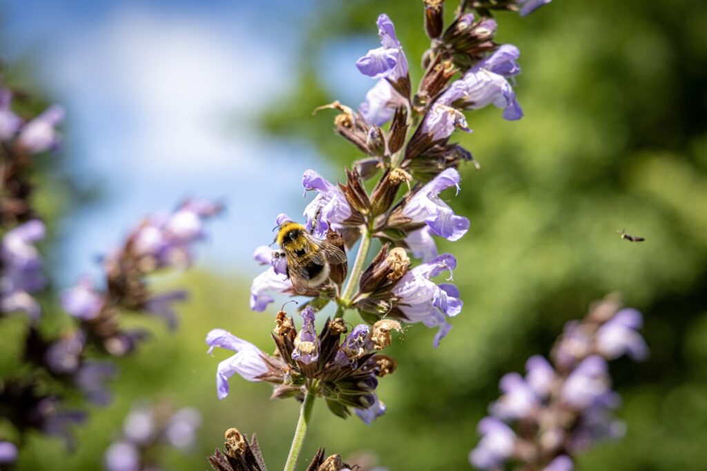 Bij op paarse bloem stadstuin klopvaart
