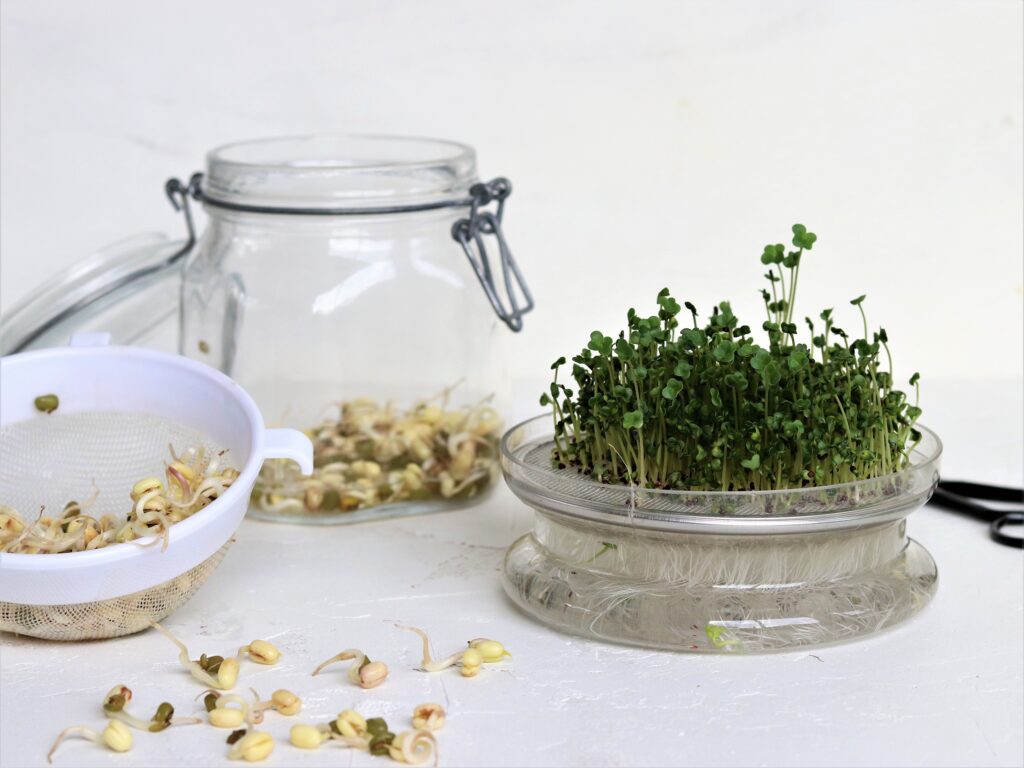 Kiemen en Microgroenten