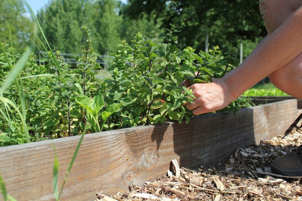 Moestuinieren in bakken