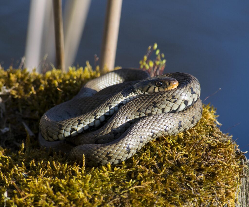 Ringslang opgerold op een stuk mos op een boomstam in de zon