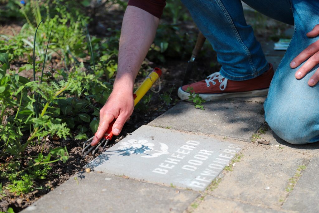 boomspiegel in eigen beheer planten
