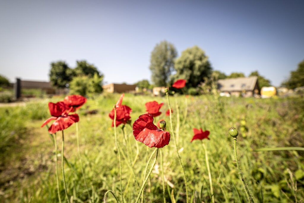 klaproos rood bloemen in de zon op stadstuin plutodreef