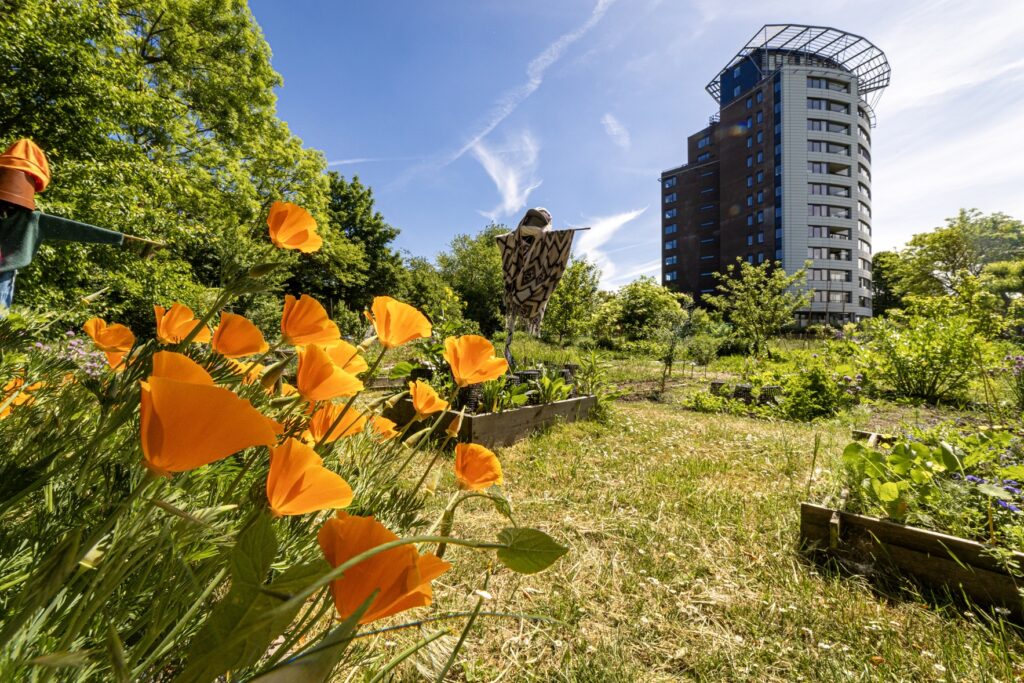 moestuin stadstuin kanaalweg met flat gebouw op achtergrond