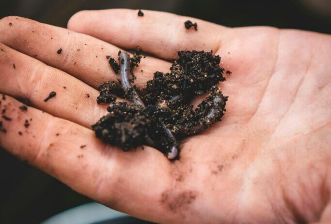 Regenworm in een beetje aarde op een hand