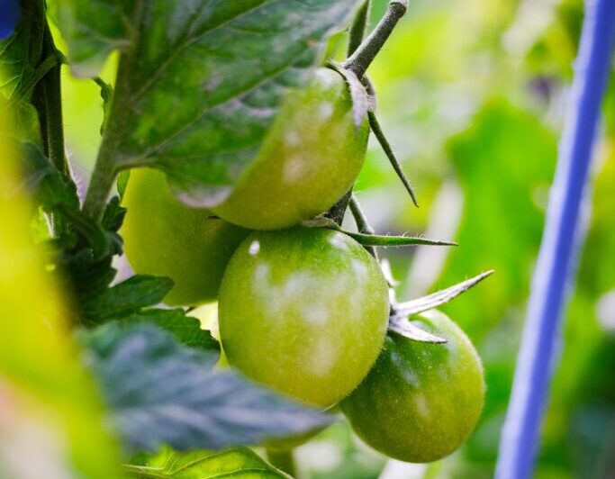 Tomatenplant met een trosje nog groene tomaten.
